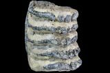 Partial Southern Mammoth Molar - Hungary #87546-1